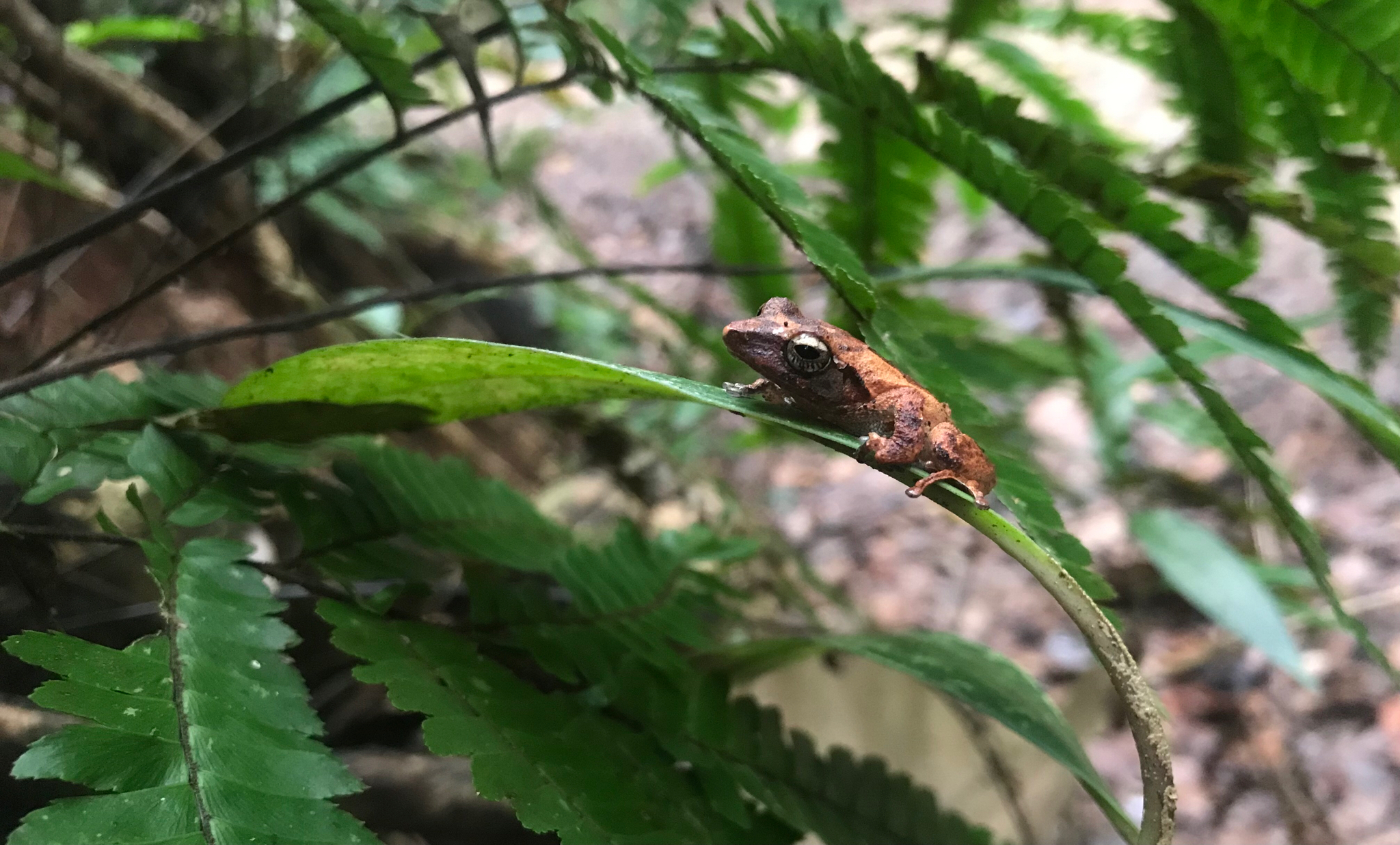 Schneider's Shrub Frog photo 8
