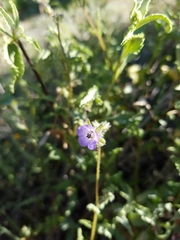 Pholistoma auritum arizonicum