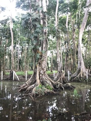 Pterocarpus officinalis