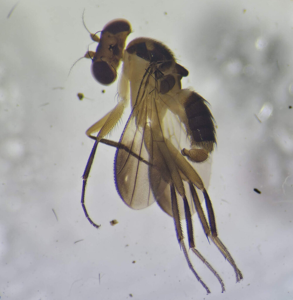 Sobarocephala sinuata