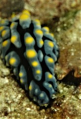 Phyllidia varicosa