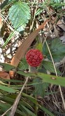 Rubus argutus, recorded fruiting