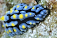 Phyllidia varicosa