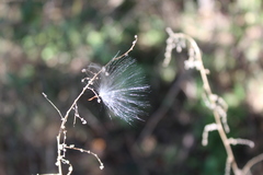 Funastrum pannosum
