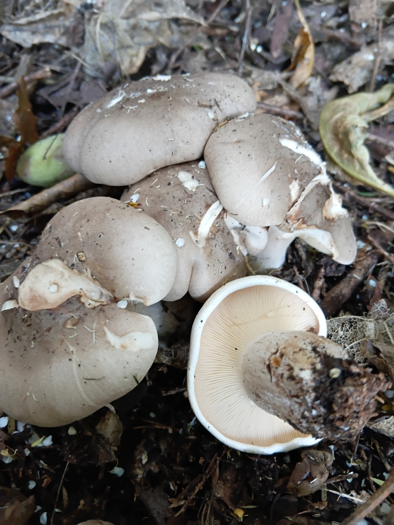 Clitocybe nebularis · January 2026 · photo: © leemayhem (iNaturalist, cc-by)