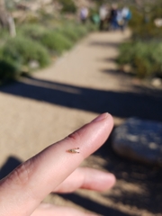 Euarestoides acutangulus