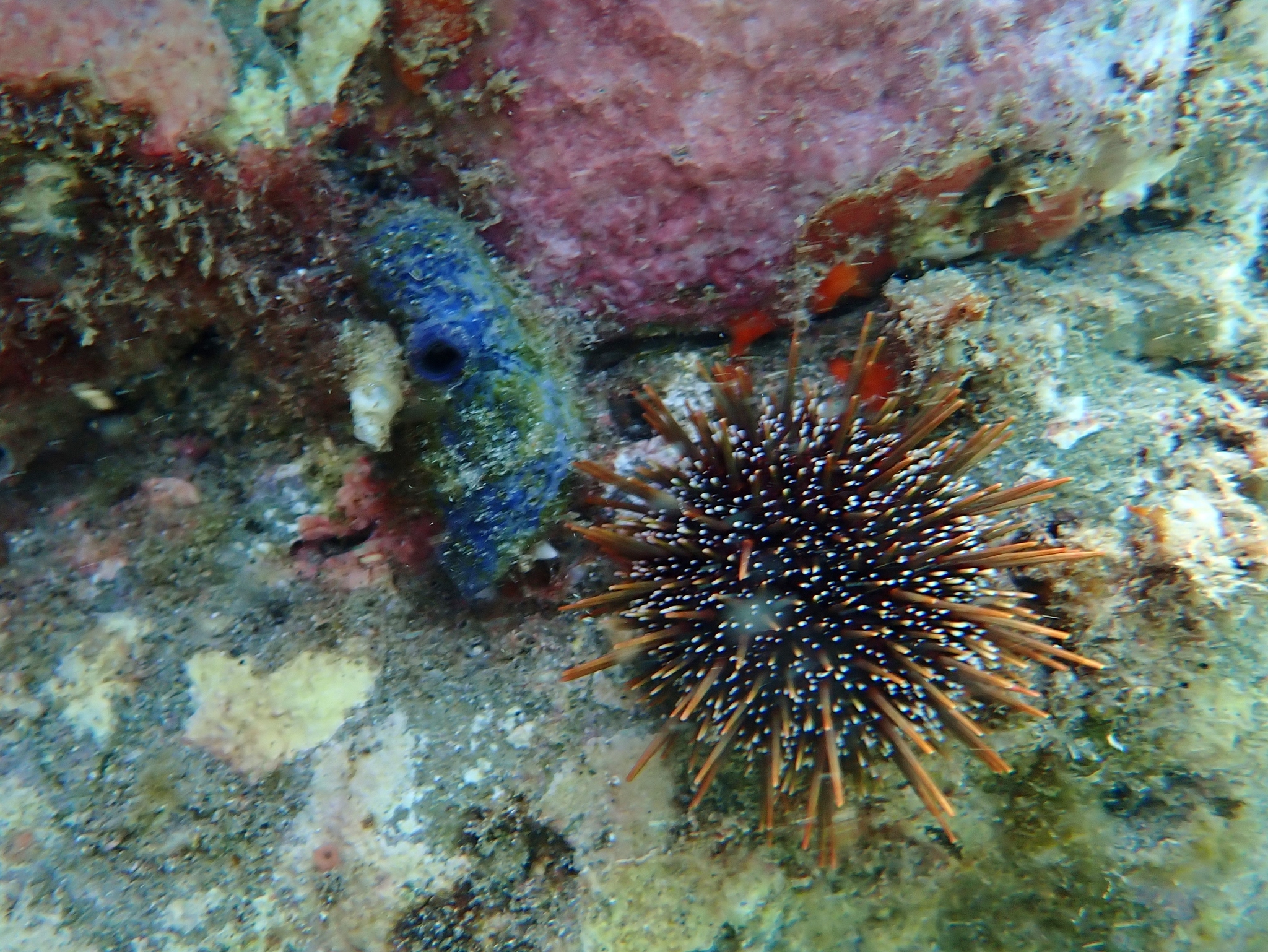 Asterocarpa coerulea (Quoy & Gaimard, 1834)