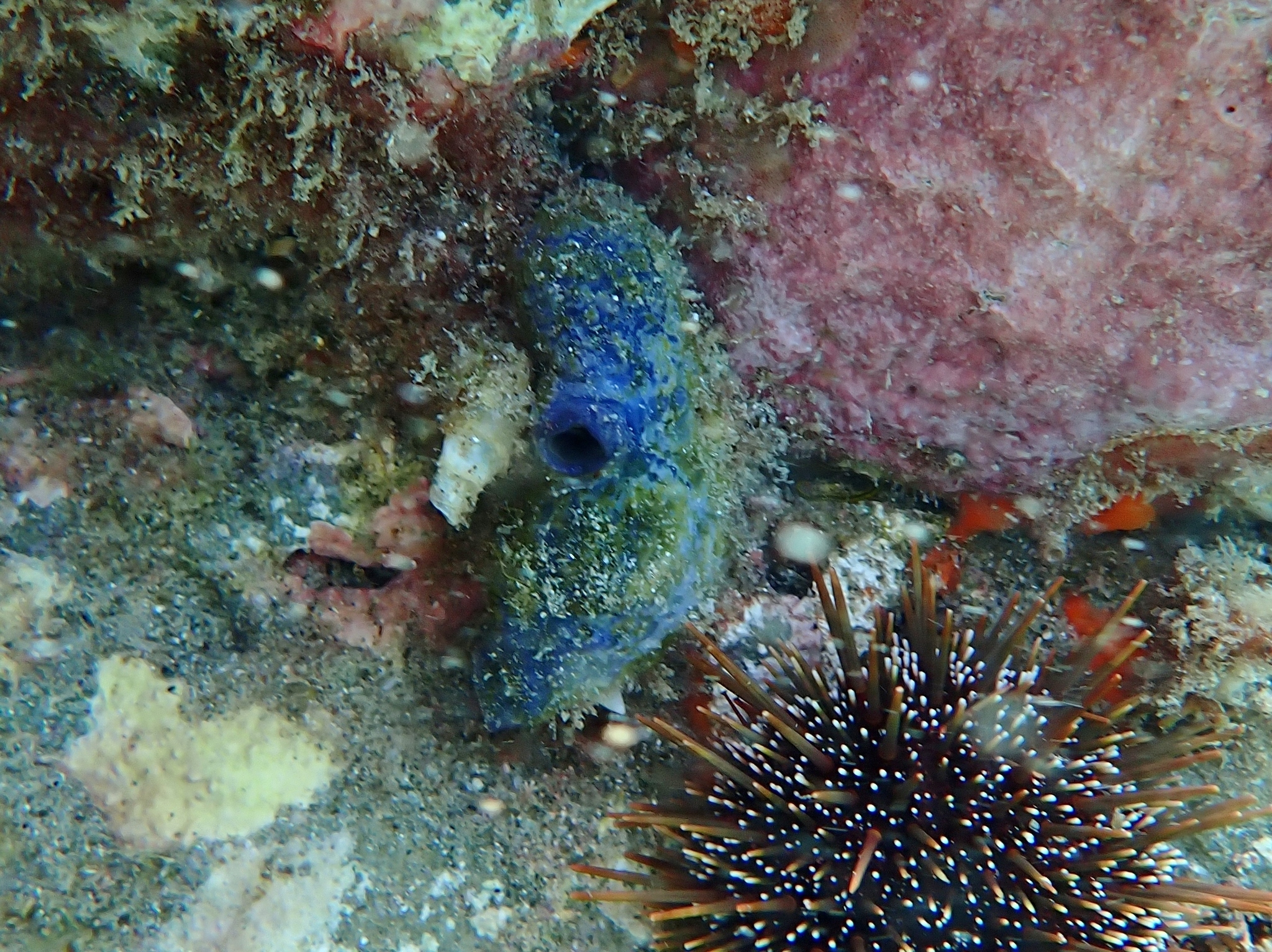 Asterocarpa coerulea (Quoy & Gaimard, 1834)