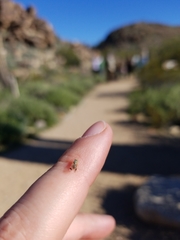 Euarestoides acutangulus