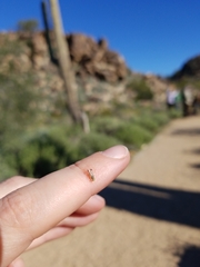 Euarestoides acutangulus