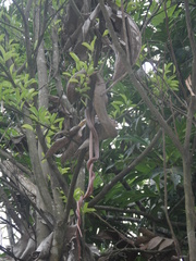 Ithycyphus