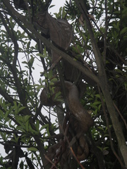 Ithycyphus