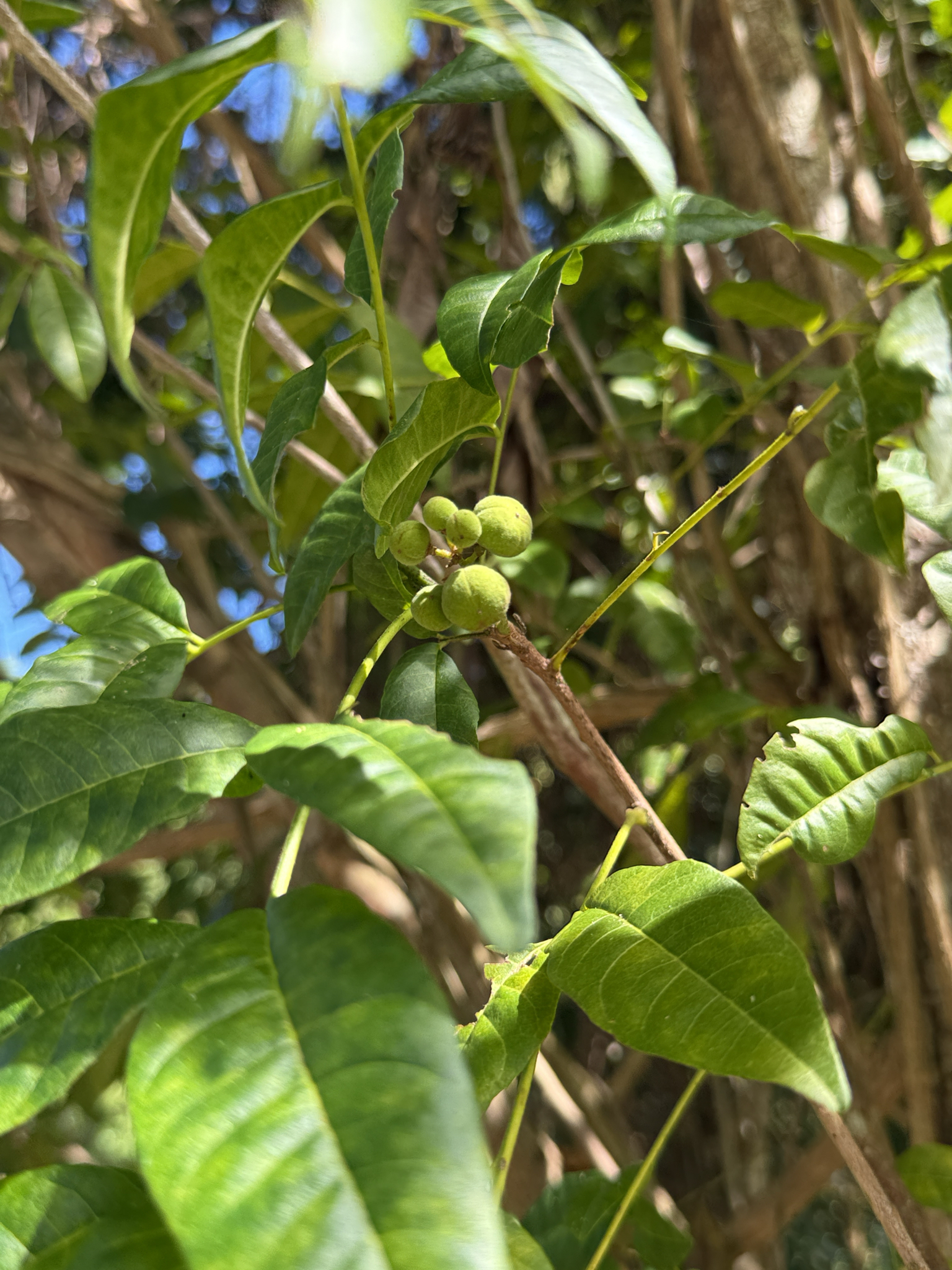 Imagem de Trichilia hirta