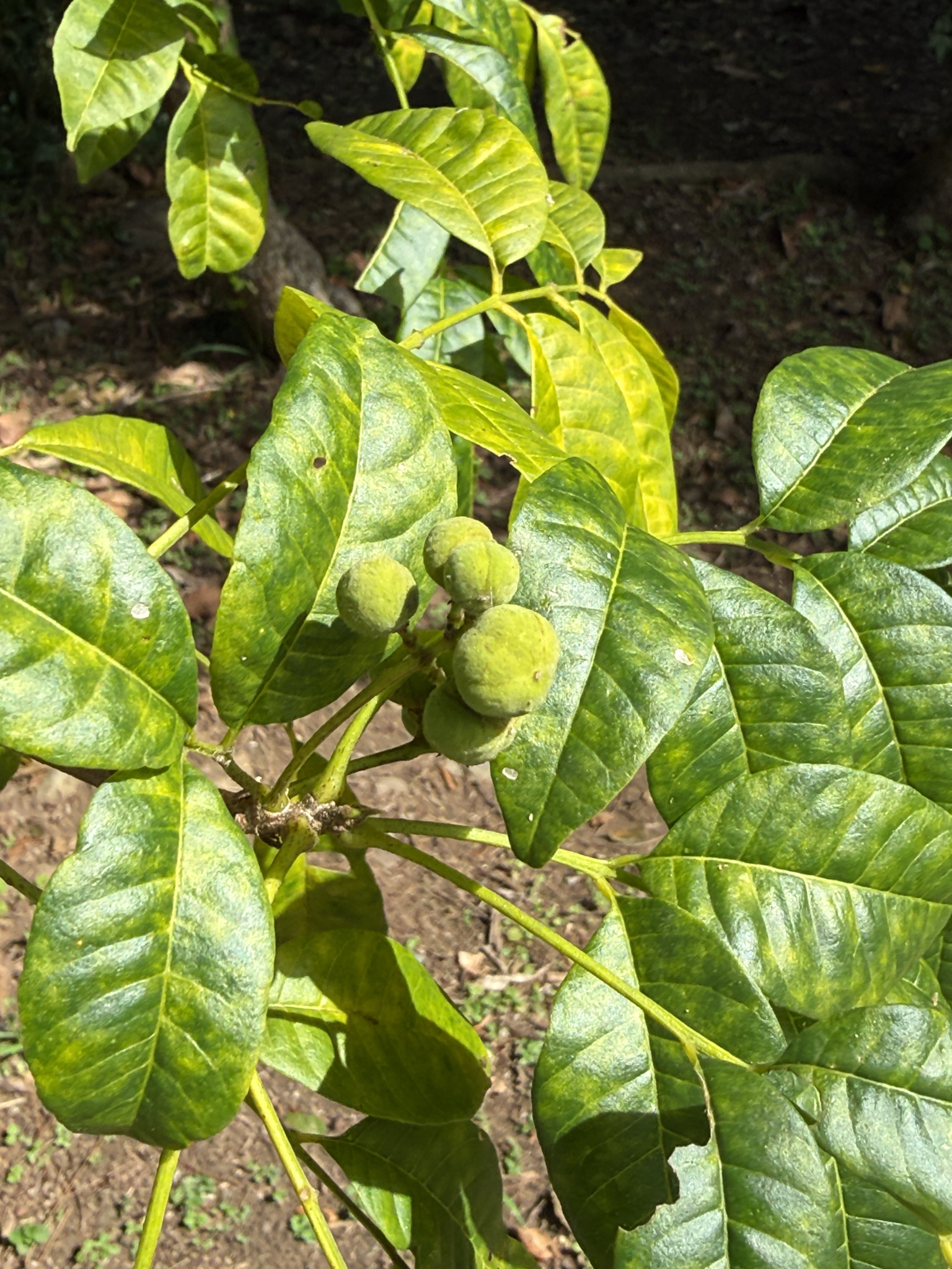 Imagem de Trichilia hirta