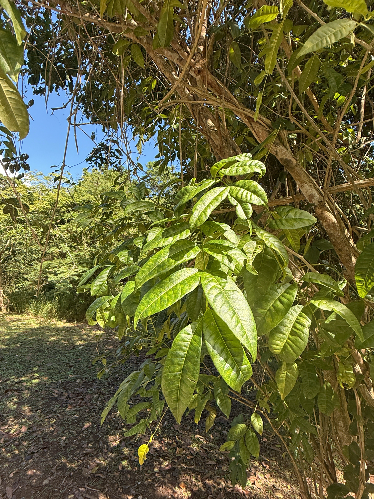 Imagem de Trichilia hirta
