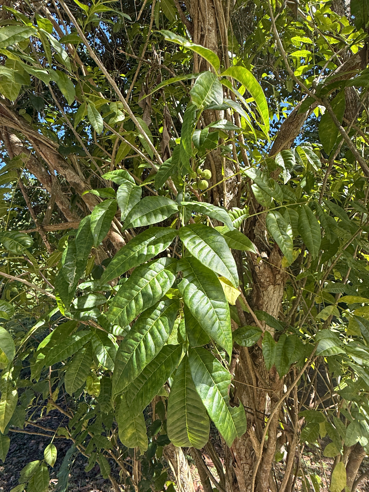 Imagem de Trichilia hirta