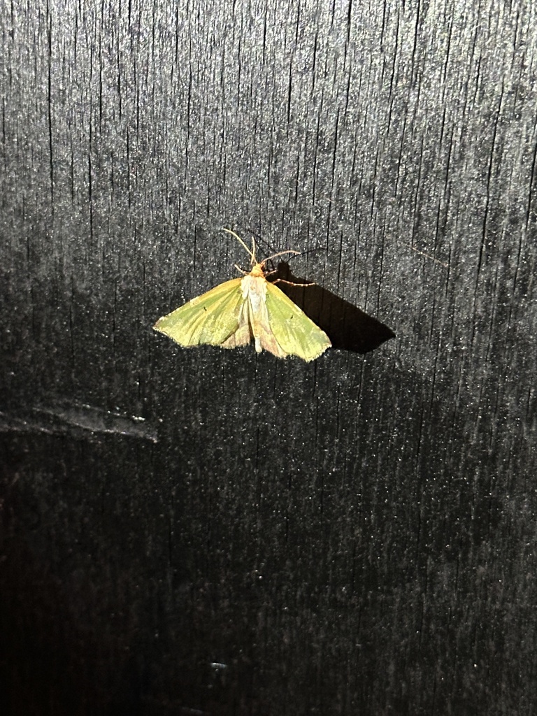 Triptiloides laeta