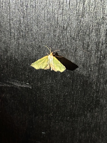 Triptiloides laeta