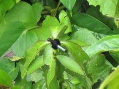 Erythrodiplax unimaculata