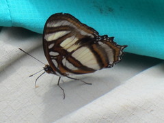 Metamorpha elissa