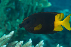 Siganus uspi