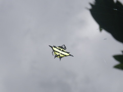 Gasteracantha rhomboidea madagascariensis