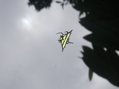Gasteracantha rhomboidea madagascariensis