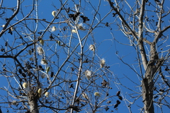 Funastrum pannosum