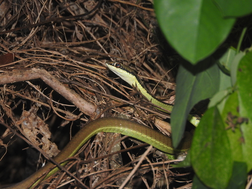 Photo of a Lesser Sundas Bronzeback (Dendrelaphis inornatus)