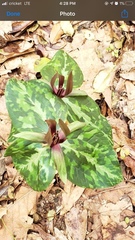 Trillium ludovicianum