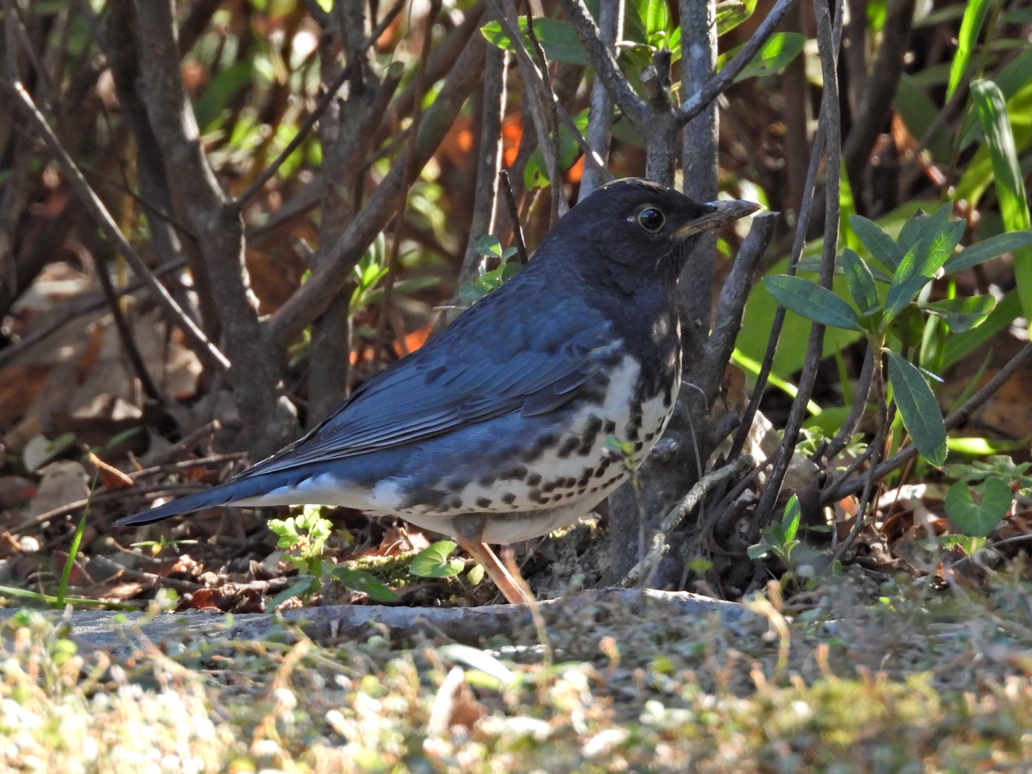 Japanese Thrush (Turdus cardis), photo 2