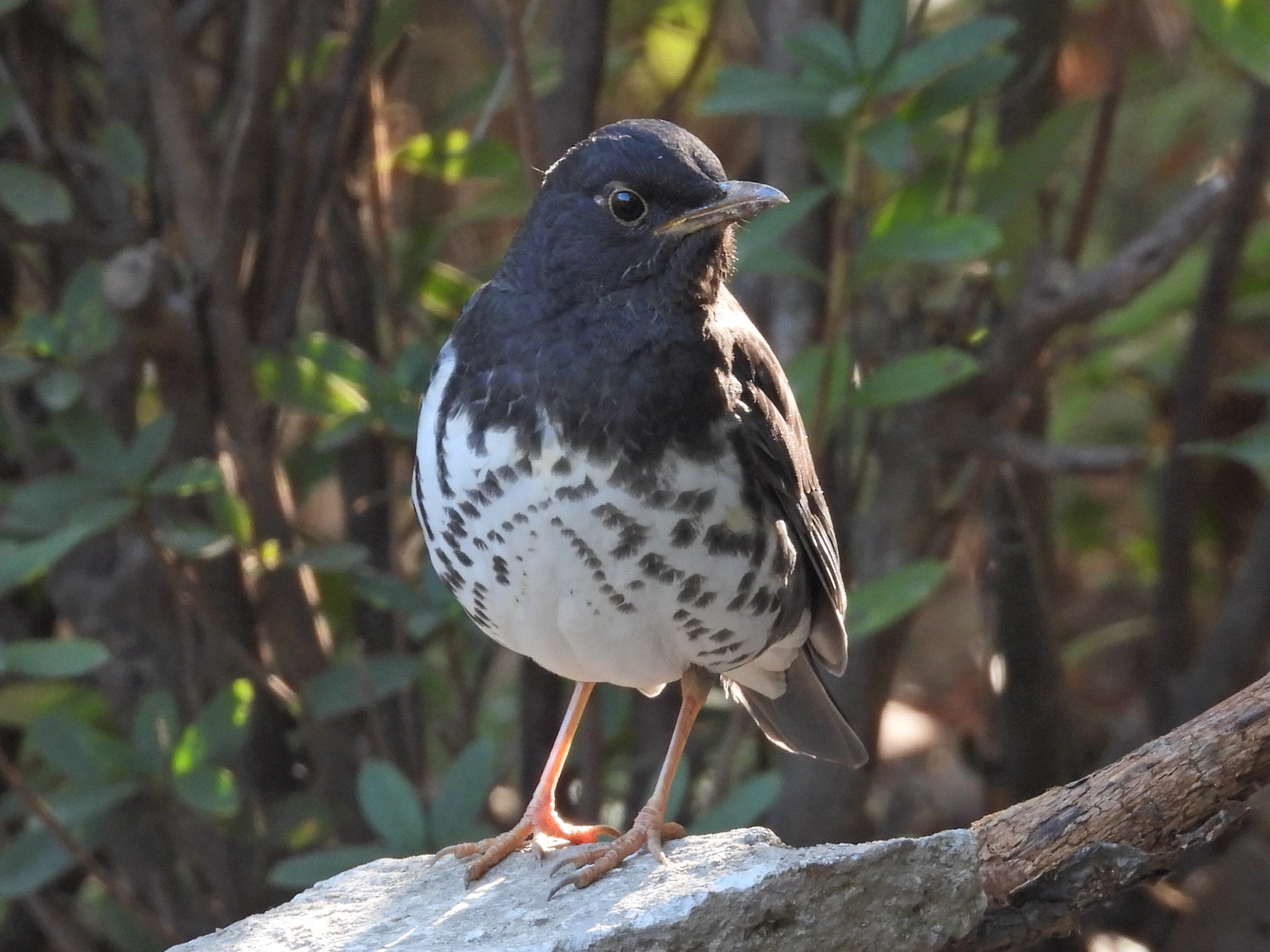 Japanese Thrush (Turdus cardis), photo 3