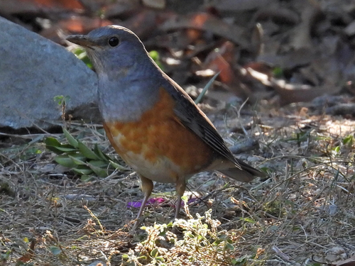 Grey-backed Thrush (Turdus hortulorum)
