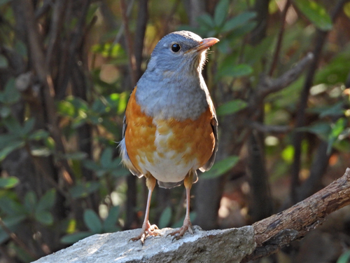 Grey-backed Thrush (Turdus hortulorum), photo 2