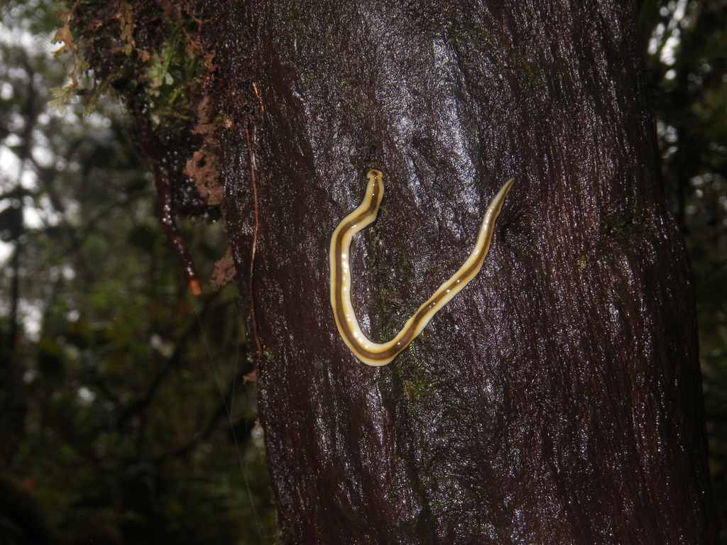 Diversibipalium marginatanigrum