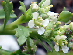 Lepidium rekohuense