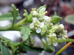 Lepidium rekohuense