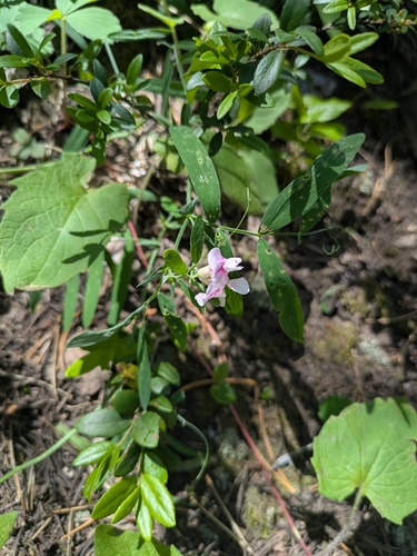 Nevada Sweet Pea (Lathyrus lanszwertii)