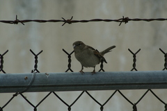 Passer domesticus