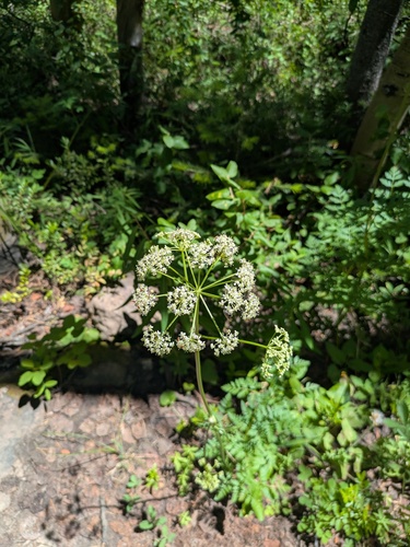 Osha (Ligusticum porteri)