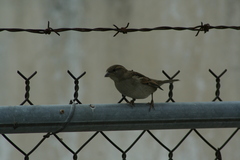 Passer domesticus