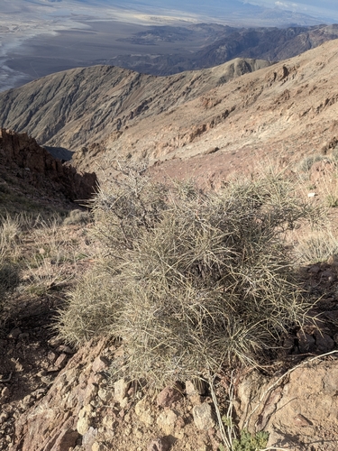 Death Valley Jointfir (Ephedra funerea)
