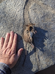 Peromyscus californicus