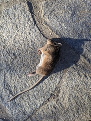 Peromyscus californicus