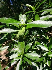 Tabernaemontana catharinensis