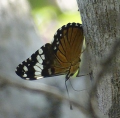 Hamadryas amphinome mazai