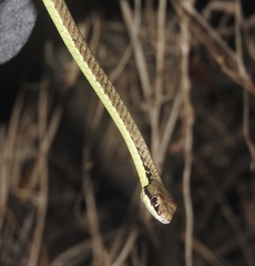 Dendrelaphis inornatus