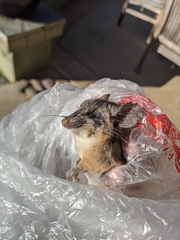 Peromyscus californicus