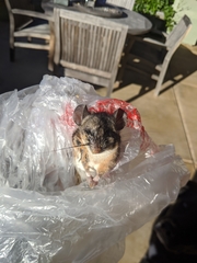 Peromyscus californicus