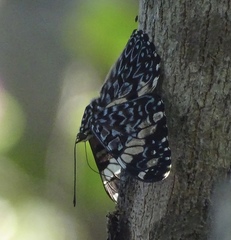 Hamadryas amphinome mazai